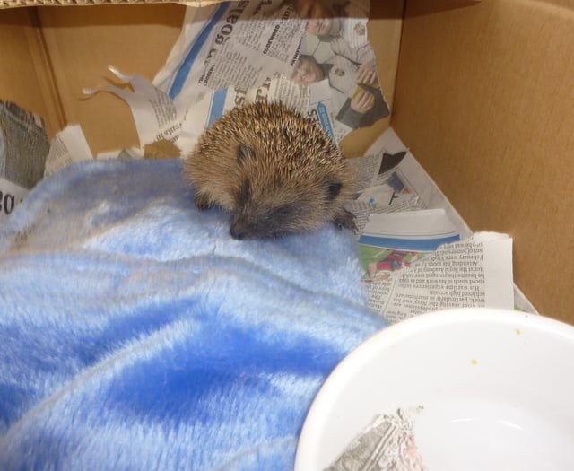 “Tiny” hedgehog saved by resident during Somerset cold snap