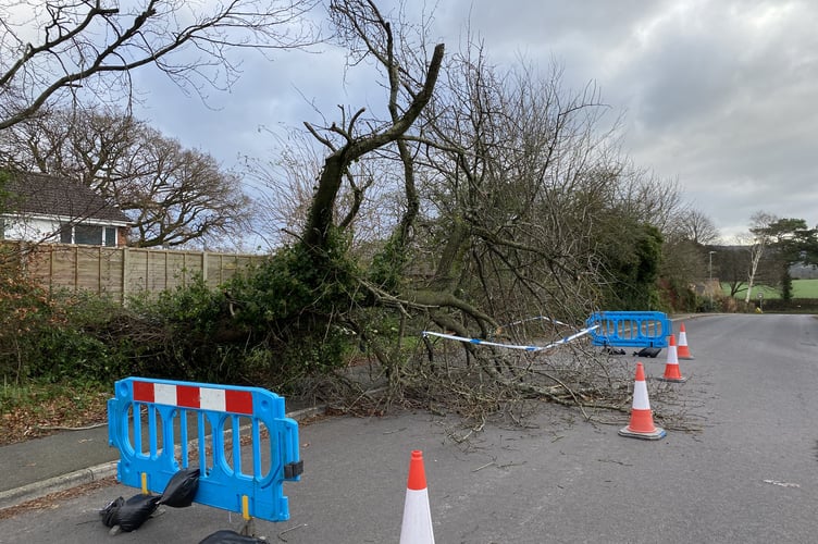 A tree is yet to be removed from Hoyles Road in Wellington