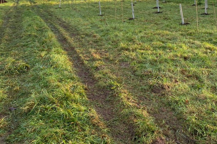 Wellington's Green Corridor woodland creation scheme is taking root
