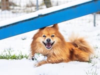 RSPCA issue advice on keeping animals safe during cold snap