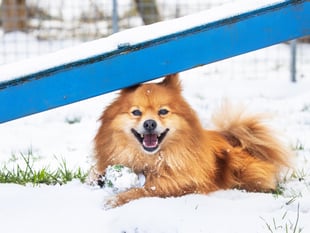 RSPCA issue advice on keeping animals safe during cold snap