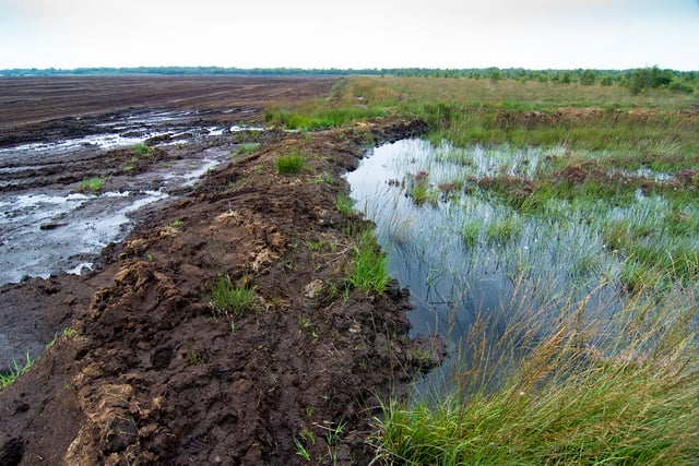 Somerset Wildlife Trust urge Government to ban sale of peat