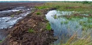 Somerset Wildlife Trust urge Government to ban sale of peat