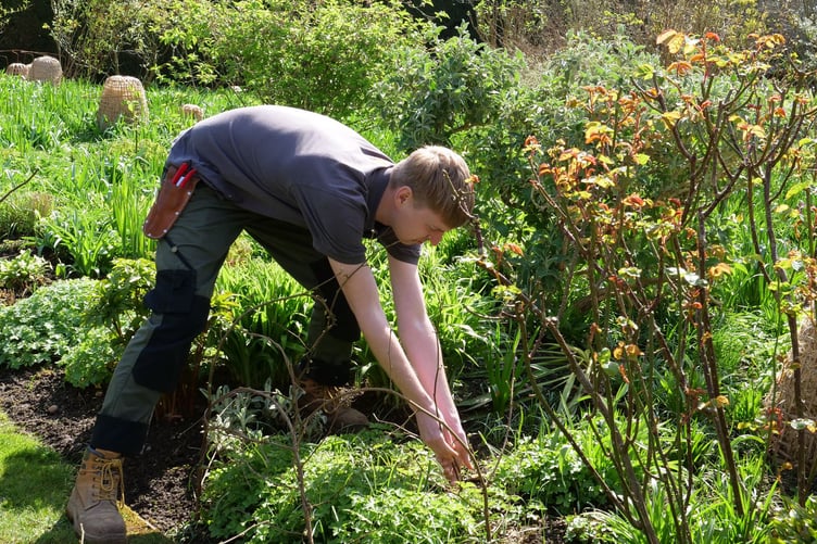 A National Trust apprentice making plant supports out of hazel. PHOTO: National Trust Images/Sarah Davies.