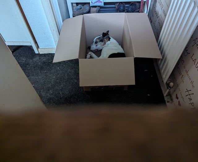 Dog ban for Somerset owner who left his two dogs to suffer