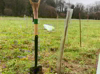Trees stolen near housing estate after council planting project