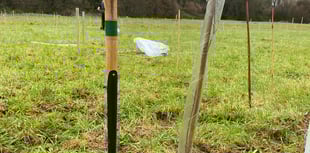 Trees stolen near housing estate after council planting project