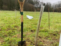 Trees stolen near housing estate after council planting project