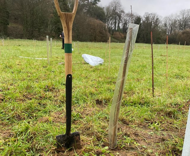 Trees stolen near housing estate after council planting project