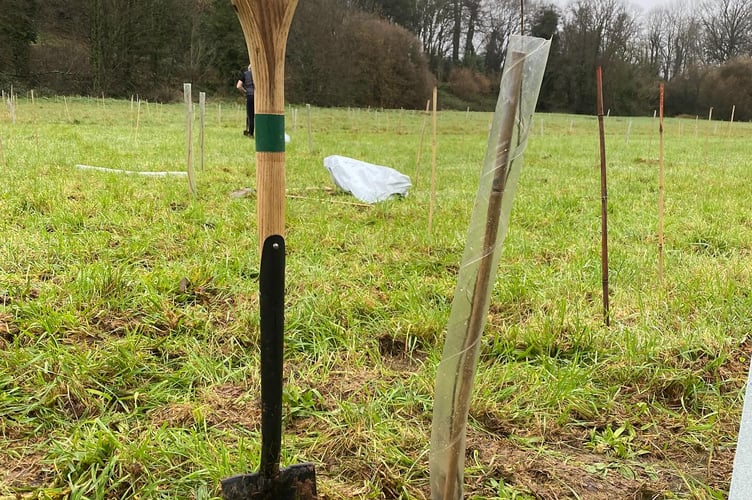 A number of trees have been stolen and vandalised near a Wellington housing estate, having been planted by the council in December