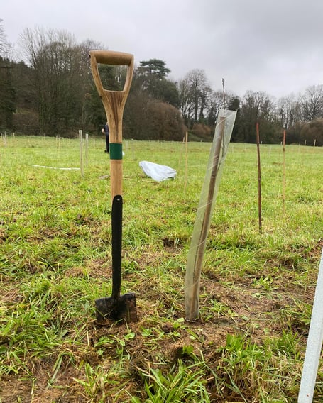 A number of trees have been stolen and vandalised near a Wellington housing estate, having been planted by the council in December