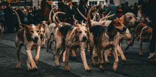 New fox hunting figures show "appalling disregard for the law"