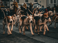 Campaigners welcome 'mass opposition' to trail hunting ban