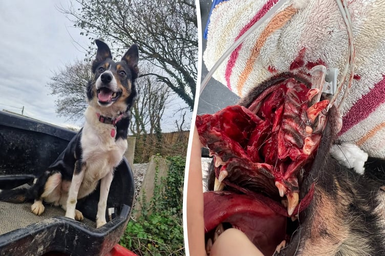 Three-year-old Border Collie Pearl. Photo released January 24 2025. A vet rebuilt a sheepdogâs mouth after her jaw was virtually âsmashed offâ in a hit-and-run â by performing a root canal.Three-year-old Border Collie Pearl was rushed to a vet after a car ploughed into her on a country road.Pearl suffered horrific facial injuries which left he upper jaw hanging off her face.Graphic photographs show the poor pooch after she was taken to Linnaeus-owned Cave Veterinary Specialists, in West Buckland, Somerset.