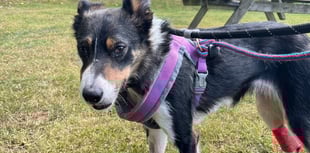 Vet rebuilds sheepdog's mouth after her jaw was smashed by a car