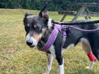 Vet rebuilds sheepdog's mouth after her jaw was smashed by a car