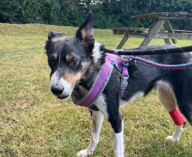 Vet rebuilds sheepdog's mouth after her jaw was smashed by a car
