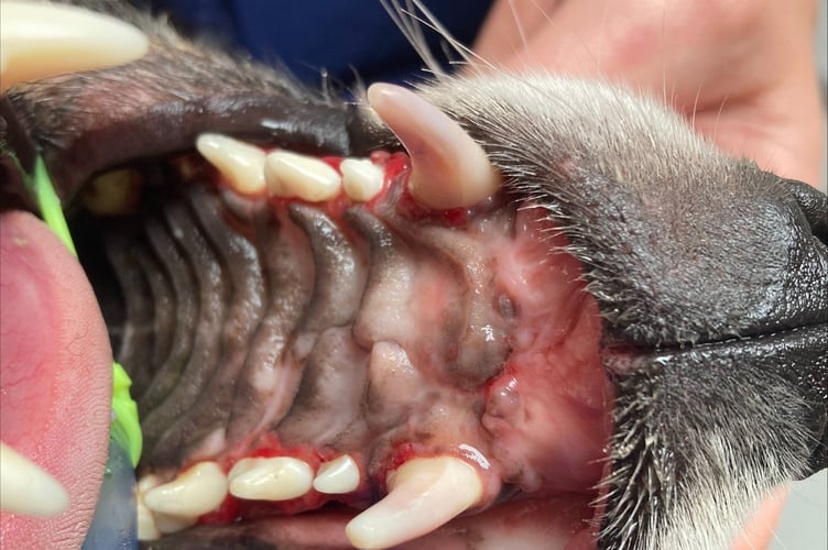 Three-year-old Border Collie Pearl post-surgery. Photo released January 24 2025. A vet rebuilt a sheepdogs mouth after her jaw was virtually smashed off in a hit-and-run by performing a root canal.Three-year-old Border Collie Pearl was rushed to a vet after a car ploughed into her on a country road.Pearl suffered horrific facial injuries which left he upper jaw hanging off her face.Graphic photographs show the poor pooch after she was taken to Linnaeus-owned Cave Veterinary Specialists, in West Buckland, Somerset.
