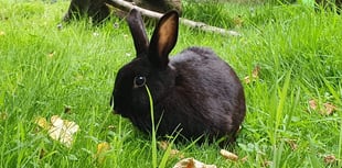 Ferne Animal Sanctuary to host 'pet celebration' event this weekend