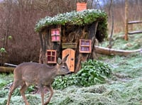 Cottage made from old tree stump attracts host of animals to garden