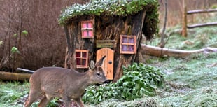 Cottage made from old tree stump attracts host of animals to garden