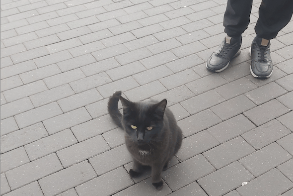 Bagheera, the three-legged Wellington cat, pictured outside Lidl. PHOTO: Sara Holland.