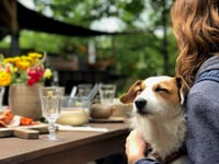 Café to raise funds for local animal welfare charity
