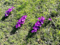 Why purple flowers are blooming around Wellington