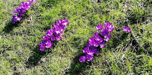 Why purple flowers are blooming around Wellington