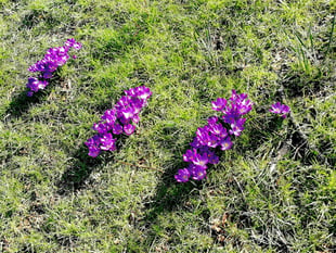 Why purple flowers are blooming around Wellington