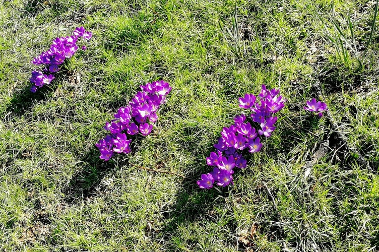 Wellington's Rotary Club have planted crocus corms around the town for their international Purple4Polio campaign