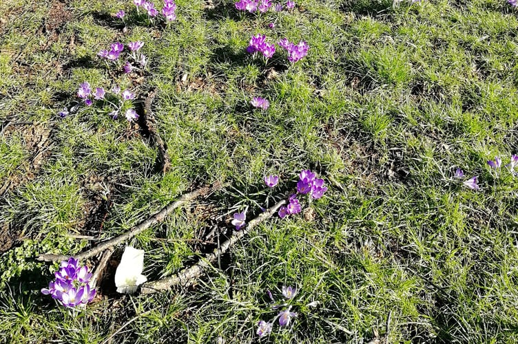 Planted crocus corms on Roly Poly Green