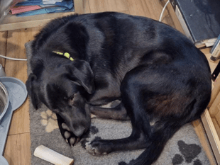 Police investigate dog theft in Wellington