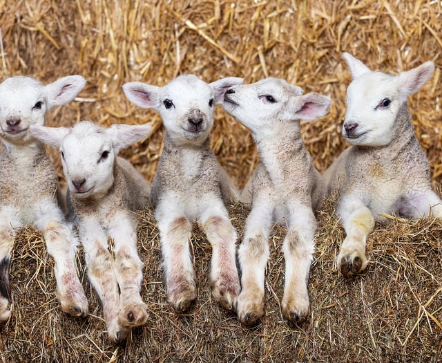 Five lambs born to the same ewe in a 'one in a million' occurrence