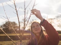 Project to restore rare native tree takes root at Killerton