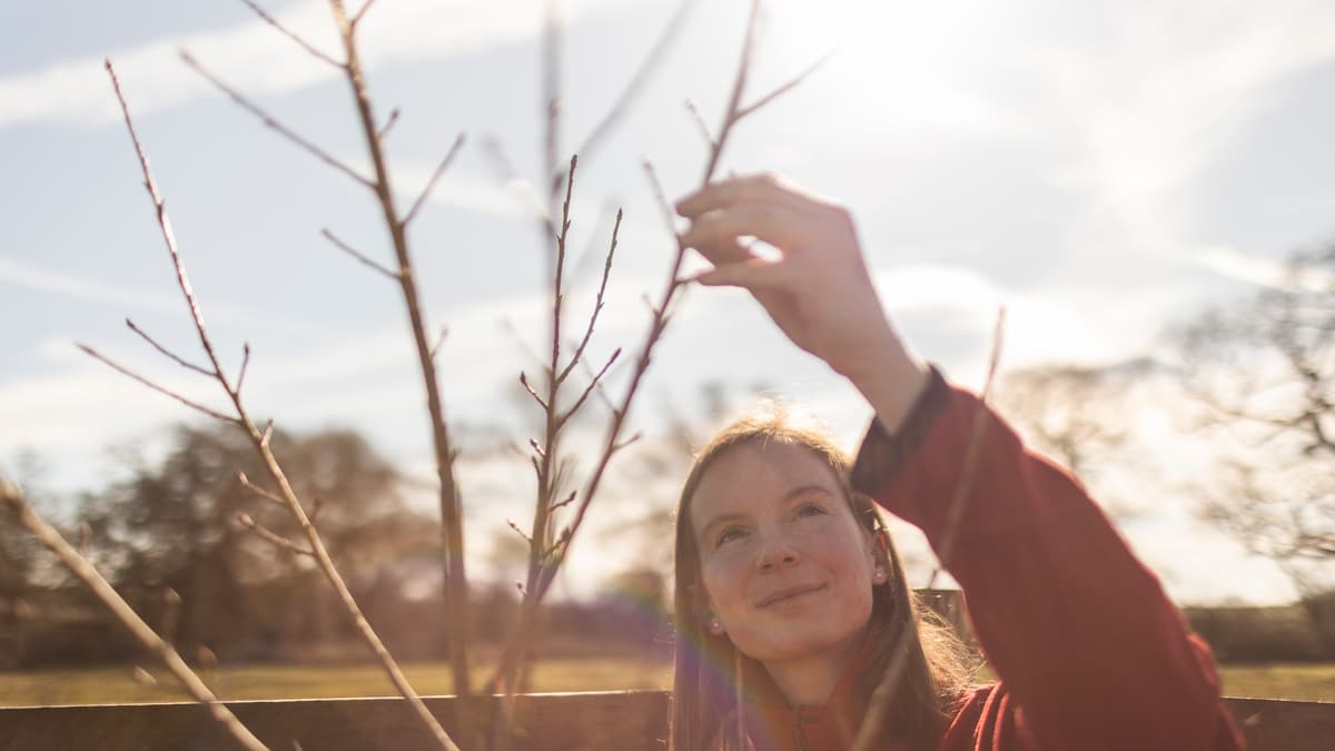 ‘Living library’ of Britain’s rarest native tree takes root at ...
