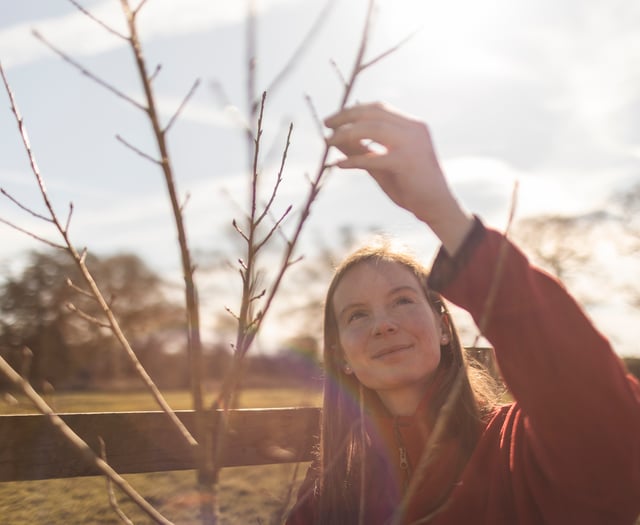 Project to restore rare native tree takes root at Killerton