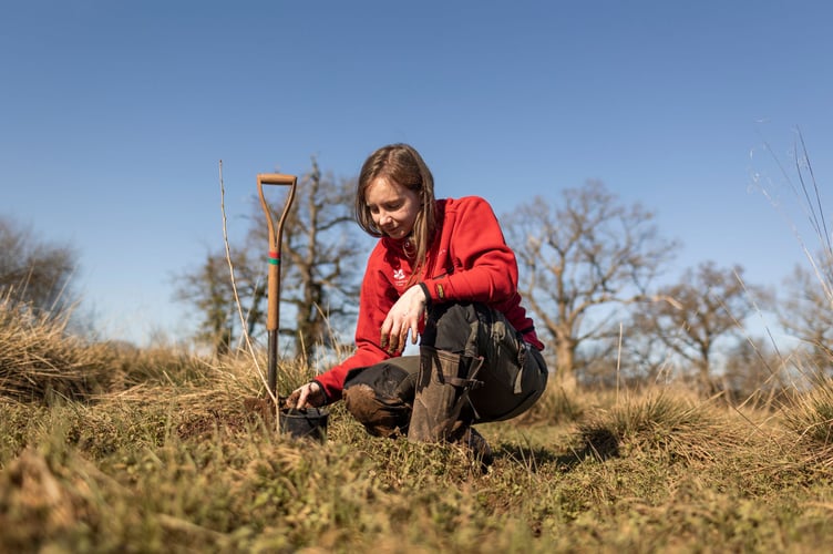 National Trust ranger Fi Hailstone plants Black Poplar trees at Killerton, Devon. The rarest of Britain's tree species, The Trust are working in partnership with conservation groups to create a bank in the wetlands at the site.