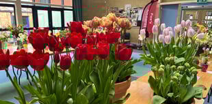 Spring flower show to return to Wellington