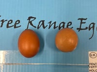 Spherical egg found near Wellington sells for £420