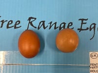 Spherical egg found near Wellington sells for £420