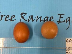 Spherical egg found near Wellington sells for £420