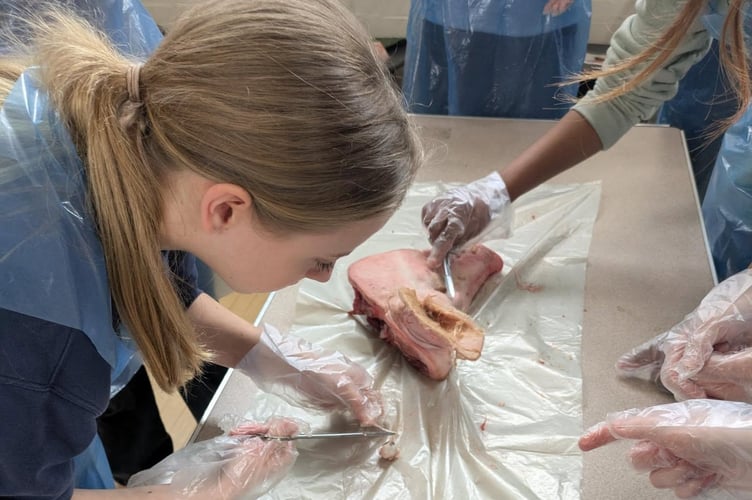 Court Fields Students learn about human anatomy with pig organ dissections