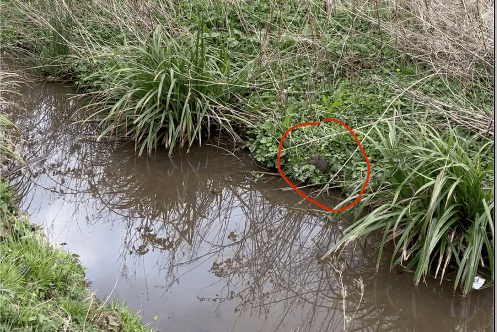 The Wellington Basins water vole (circled) filmed by Richard Chivers.