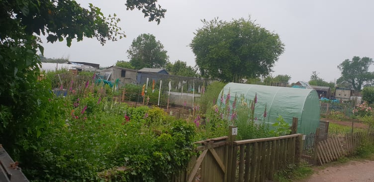 A view of Wellington Town Councils allotments in The Basins.