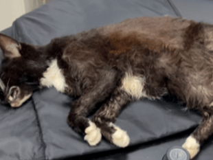 Woman hit with pet ban after cat died with severe flea infestation