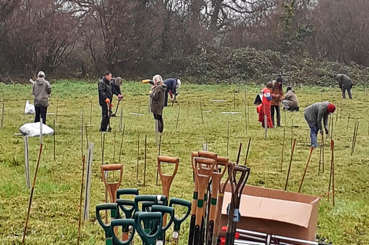 One of the planting days in December 2024