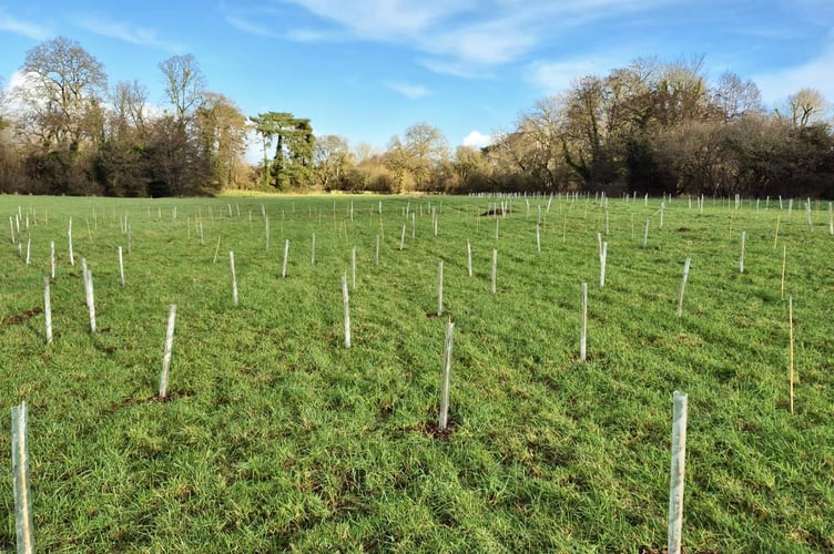 Some of the 1200 trees that have been planted in Great Meadow. 