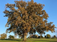 Fruit tree planted at Wellington play area has vanished