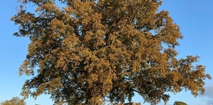 Fruit tree planted at Wellington play area has vanished